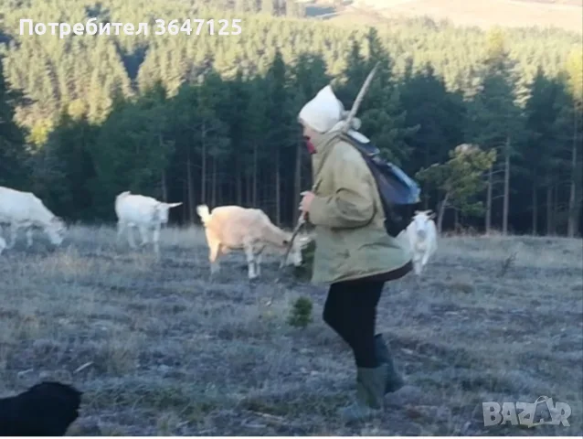 Продавам 2 бр. мъжки Ярета, всяко по 20 кг, 6 Е на кг  Намират се във Велинград. 