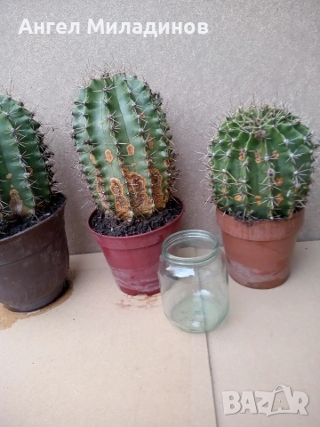 Кактус, снимка 2 - Стайни растения - 54257733