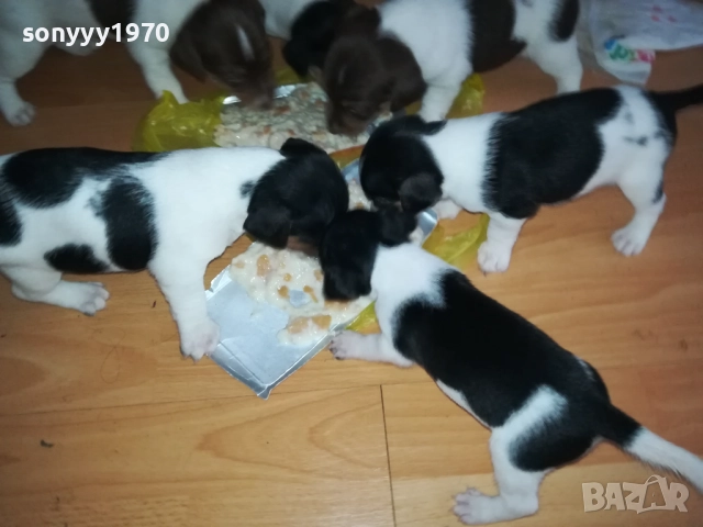 джак ръсел-кученце по избор 250лв за брой 1809250756, снимка 8 - Джак ръсел териер - 51752344