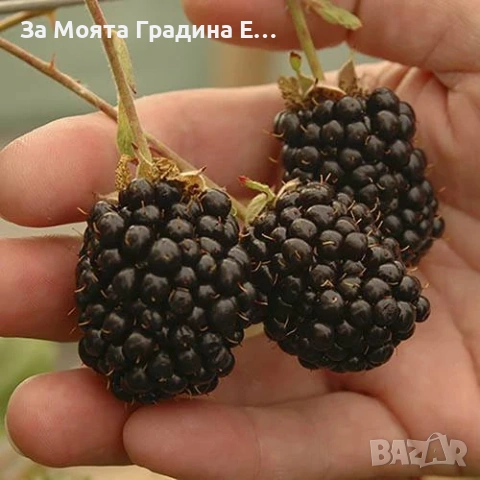 Къпина - Уашито сладка без бодли, снимка 5 - Разсади - 54021060