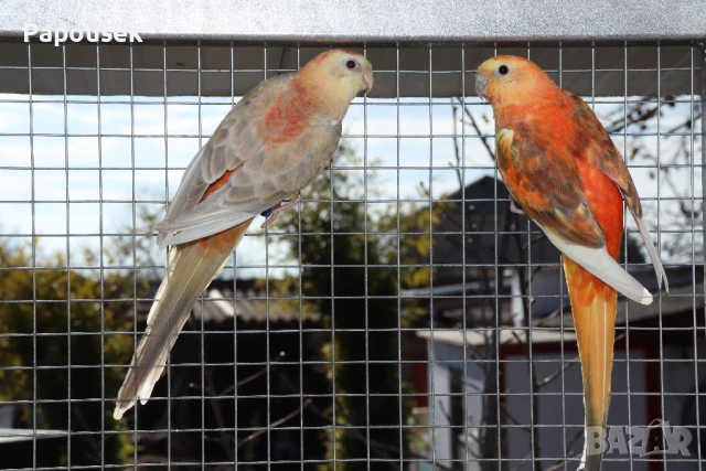 Пойни Папагали, снимка 9 - Папагали - 50581309