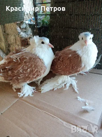 продавам чифт къдрави