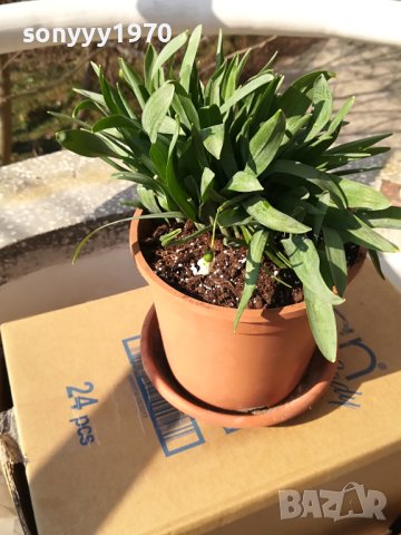 ГРЪМ ОТ КОКИЧЕТА В САКСИЯ С ЗЕМЯ И ЛУКОВИЦИ 1802241221, снимка 4 - Градински цветя и растения - 44350741