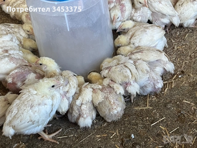Продавам бройлерни пилета
