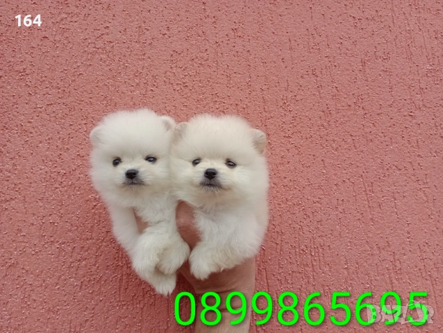 Мини Померан. Реални снимки от 28.04.2026 г. 