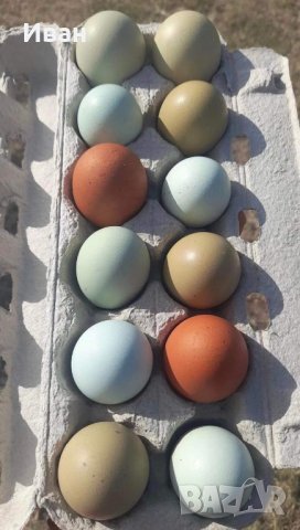 Оплодени Зелени яйца за инкубация , снимка 2 - други­ - 39960154