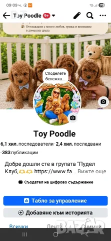 Той пудел априкот момченце-FCI, GENETIC,PL, снимка 14 - Пудели - 55895025