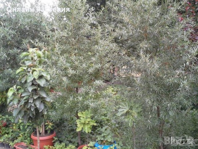 Облепиха (Hippophae) - Растения и Плод, снимка 2 - Градински цветя и растения - 29191609