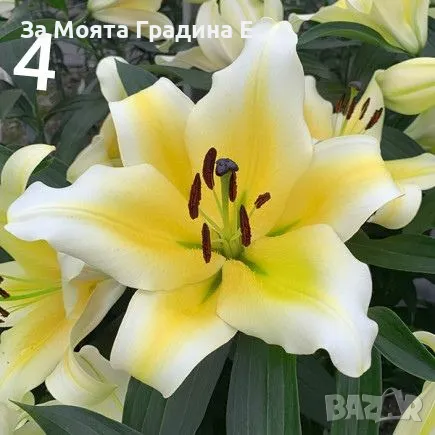 Лилиум луковици 