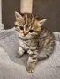 Британско късокосместо котенце златна чинчила, снимка 3