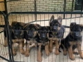 Немски Овчарски Кучета Доставка, снимка 1