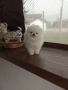 Чисто бели мини Померани. Реални снимки 21.03.26, снимка 6