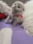 Шотландски клепоухи котета , снимка 1