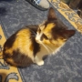 Малко сладко коте/котенце търси своя дом спешни във Варна, снимка 3
