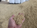 Продавам Слънчоглед, Пшеница и Овес, реколта 2025г., снимка 3