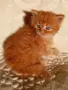 Сибирчета, сибирска котка, сибирски котенца, сибирско коте, хипоалергенни, червено момче, снимка 4