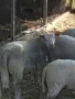 Кочле Ил дьо франс/ Мутон Шароле, снимка 2