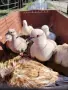 Скумрийки гугутки , снимка 2