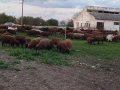 продавам овце , снимка 2