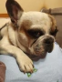 Продавам френски булдог мъжки, снимка 5