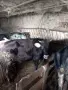 Продавам телета угоени , снимка 10
