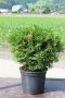 Thuja occidentalis Tiny Tim (Туя малък Тим), снимка 2