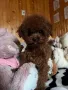 Той пудел teacup за разплод , снимка 8