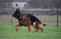 Елитни Немски Овчарки , снимка 5