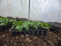 Разсад краставици, снимка 1