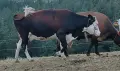 ялови крави за клане , снимка 2