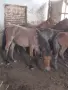 Елитни кончета Български тежковози , снимка 2