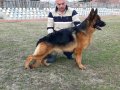 Немска овчарка, снимка 4