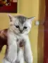 Британски късокосмести, снимка 4