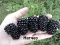Разсад къпини 2026, снимка 4