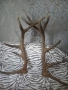 Еленски рога за декорация на вашия битов кът, снимка 2
