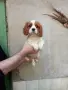 Кавалер Кинг Чарлз Шпаньол, снимка 1