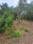 Продавам парцел в с. Смолско,общ. Мирково, снимка 5