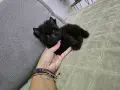 Мини шоколадово момче, снимка 6