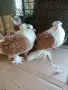 продавам чифт къдрави, снимка 1