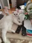 Британска сребърна чинчила ,коте 5 месеца, снимка 2