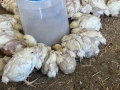 Продавам бройлерни пилета, снимка 1