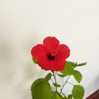 Китайски рози хибискус червена фуния, снимка 11 - Стайни растения - 38143414
