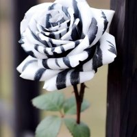 Корени готови за засаждане ” Черна Роза ”, " Нефрит ", " Дъгова " внос Холандия, сертифицирани, снимка 1 - Градински цветя и растения - 42235626