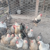 яйца от катунски кокошки, снимка 7 - Кокошки и пуйки - 44581979