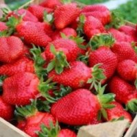 продавам разсад ягоди , снимка 5 - Сортови семена и луковици - 32068824