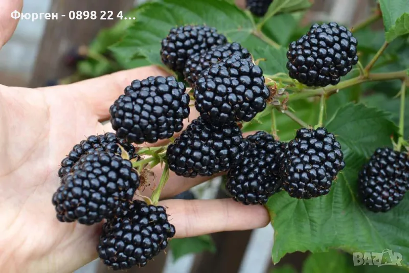 Къпина Лох Нес Без Бодли, снимка 1