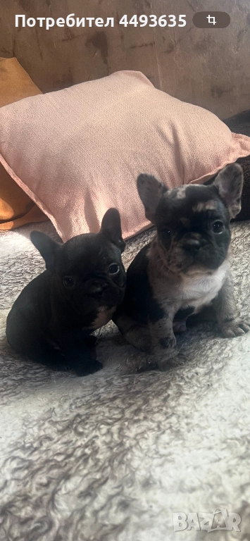 Френски булдог, снимка 1