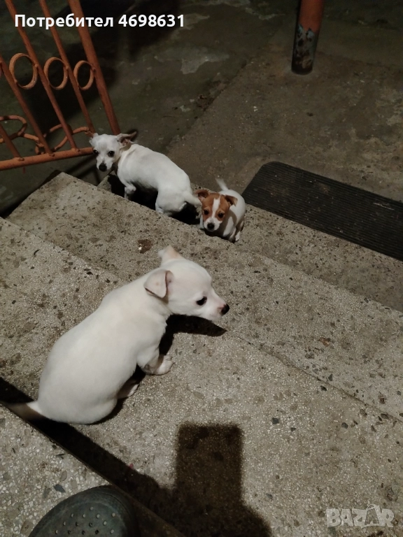 Чихоа, снимка 1