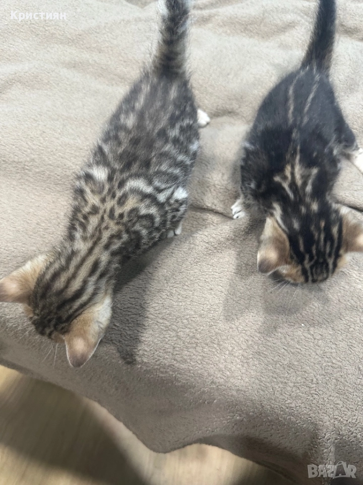 Бенгалски котенца, снимка 1