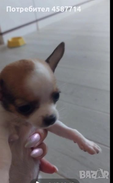 мини Чихуа , снимка 1